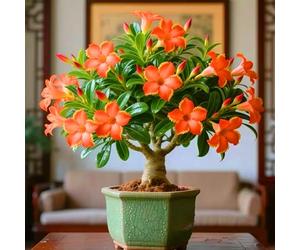 Desert Rose Onions add an artistic touch with their tropical fragrance. -2onions-V
