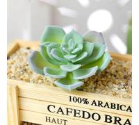 Desiumite Creative DIY Succulent Flocked Lotus For Home And Garden, Eco Friendly Material, Great Decoration Idea For Office And Study Spaces