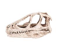 Desktop Decor - Resin Dinosaur Skull, Animal Skull Model 4.92 * 1.57 * 2.56in Simulated Animal Skeleton for Office, Student, Classroom, Home