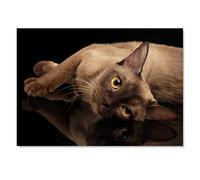 Destination Vinyl ltd 1x Art Print 6x4 Burmese Cat Kitten Cats Greeting Mini Poster 15 X 10 cm 280gsm Satin Gloss Photo Paper #50418