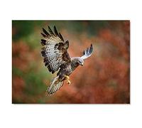 Destination Vinyl ltd 1x Art Print 6x4 Buzzard Bird of Prey Wildlife Nature Greeting Mini Poster 15 X 10 cm 280gsm Satin Gloss Photo Paper #50425