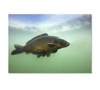 Destination Vinyl ltd 1x Art Print 6x4 Common Carp Fish River Fishing Greeting Mini Poster 15 X 10 cm 280gsm Satin Gloss Photo Paper #50589