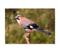 Destination Vinyl ltd 1x Art Print 6x4 Eurasian Jay Bird Garrulus Glandarius Greeting Mini Poster 15 X 10 cm 280gsm Satin Gloss Photo Paper #50838