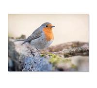 Destination Vinyl ltd 1x Art Print 6x4 European Robin Small Garden Bird Greeting Mini Poster 15 X 10 cm 280gsm Satin Gloss Photo Paper #50844