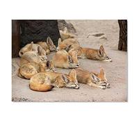 Destination Vinyl Ltd 1x Art Print 6x4 Fennec Foxes Sleeping Wild Fox Greeting Mini Poster 15 X 10 cm 280gsm Satin Gloss Photo Paper #50881
