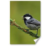 Destination Vinyl ltd 1x Poster A4 - Coal Tit Songbird Bird Nature Wildlife Vertical (Portrait) Art Print 21 X 29.7 cm 280gsm Satin Gloss Photo Paper #52720