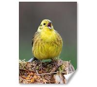 Destination Vinyl ltd 1x Poster A4 - Cute Yellowhammer Bird Nature Wildlife Vertical (Portrait) Art Print 21 X 29.7 cm 280gsm Satin Gloss Photo Paper #50712
