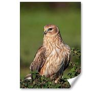 Destination Vinyl ltd 1x Poster A4 - Harrier Bird Nature Wildlife Vertical (Portrait) Art Print 21 X 29.7 cm 280gsm Satin Gloss Photo Paper #51138