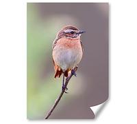 Destination Vinyl ltd 1x Poster A4 - The Whinchat Small Migratory Bird Vertical (Portrait) Art Print 21 X 29.7 cm 280gsm Satin Gloss Photo Paper #52263