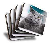 Destination Vinyl ltd Great Coasters (Set of 4) Square - Grey British Shorthair Cat Kitten Drink Glossy Coasters/Tabletop Protection for Any Table Type #45244