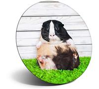 Destination Vinyl Ltd Magnet for Refrigerator, Fridge - Cute Fat Guinea Pig Pet Rodent for Office, Cabinet and Whiteboard, Magnetic Stickers, 16771