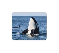 Destination Vinyl Ltd Orca Whale Mouse Mat Pad - Killer Whales Sea Creatures Computer #14212