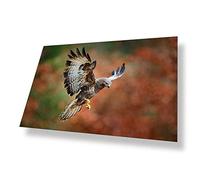 Destination Vinyl ltd Poster A4 Buzzard Bird of Prey Wildlife Nature Art Print 29.7 X 21 cm 280gsm Satin Gloss Photo Paper #50425