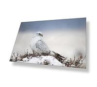 Destination Vinyl ltd Poster A4 Gyrfalcon Bird of Prey White Falcon Art Print 29.7 X 21 cm 280gsm Satin Gloss Photo Paper #51119
