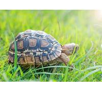 Destination Vinyl Posters A3| Cute Tiny Tortoise Poster Size A3 Cute Animals Poster #8290