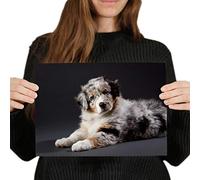 Destination Vinyl Posters A4 - Australian Shepherd Puppy Collie Art Print 29.7 X 21 cm 280gsm satin gloss photo paper #21171