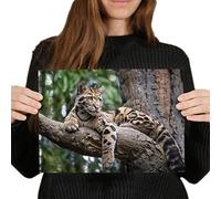 Destination Vinyl Posters A4 - Clouded Leopard Wild Cat Art Print 29.7 X 21 cm 280gsm satin gloss photo paper #3201