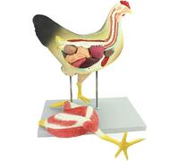 Detachable 3D Chicken Anatomy Model for Veterinary and Medical Study - Professional Anatomical Puzzle Specimen