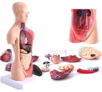 Detachable 3D Human Torso Anatomy Model 15 Pieces with Heart Brain Skeleton Head Model for Medical Students Learning, Educational Display,Flesh