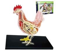Detachable 4D Chicken Skeleton & Anatomy Model for Educational Display, Animal Organ Model for Biology Study, Perfect Teaching Aid