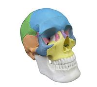 Detachable 4D Disassembled Color Anatomy Skull Model Learning Tool Life Size Human Organs Anatomical Teaching Tool Human Medical Anatomy Models Anatomical