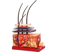 Detachable 4D Human Skin Model 18 Pieces Jigsaw Puzzle Assembled Anatomical Model Hair Follicle Structure Human Body Mo