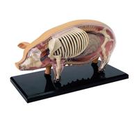 Detachable 4D Pig Anatomy Model with 19 Organs & Detailed Design, Accurate Structure, Durable Material for Teaching Demonstrations