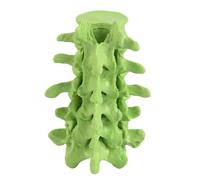 Detachable 5 Section Human Lumbar Spine Anatomy Model for Classroom Demonstration and Physical Therapeutic Training Osteopathy Demonstration Tool