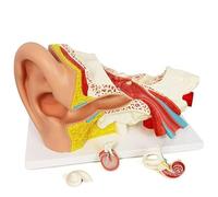 Detachable 6-Part Model of The Human Inner Ear with 5X Enlarged Labyrinth for Teaching Medical Anatomy and Physiology A