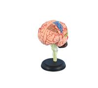 Detachable Brain Structure Model Assembled Anatomical Brain Teaching Toy, Easy to Learn and Use, Educational Tool Human Torso Model
