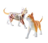 Detachable Cat Skeleton Anatomy Model Kit with Display Stand, 25 Organs and Body Parts for Educational and Display Purposes
