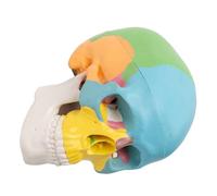 Detachable Colorful Skull Anatomy Model PVC Halloween Drawing Reference | Three Removable Sections, Articulated Jaw, Calvarium Cap, Painted Bone Colours, Portable Study Aid for Artists and Teachers