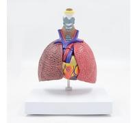 Detachable Comparison of Smoking Lung and Normal Lung with Instruction Card丨5-Piece Bronchial Tree Heart Model, Cardiopulmonary Anatomy Teaching Aid for Respiratory Health Study Tool