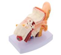 Detachable Ear Anatomy Model 1.5x Pvc with Base for Schools