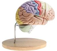 Detachable Human Brain Anatomical Model, 2X Magnification 4-Part Human Brain Anatomical Mannequin Anatomical Model