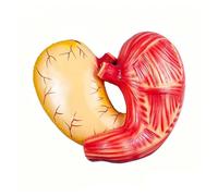 Detachable Human Digestive Stomach Anatomy Model for Class Teaching Tool