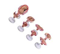 Detachable Human Fetal Growth Model Anatomical PVC Embryo Development Model for Clinical Training Pregnancy Education Education Tool