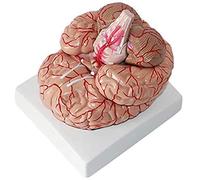 Detachable Human Head Brain Anatomy Model - Life Size Human Brain Anatomical Model Teaching Human Brain Anatomy Model - for Study Display Teaching Model