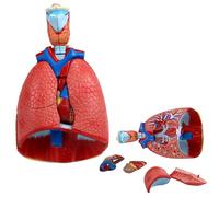 Detachable Human Laryngeal Anatomy Model - Educational Teaching Aid for Respiratory Science Research
