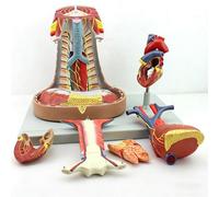Detachable Human Mediastinal Model with Digital Signs for Biology Teaching