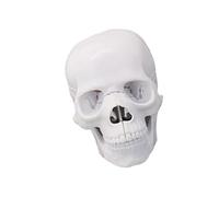Detachable Human Skull Anatomy Model 1: 2 Scale Anatomical Skeleton Head Model for Classroom Teaching Demonstration Human Skull