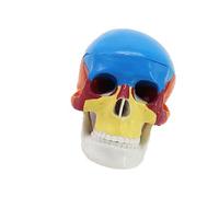 Detachable Human Skull Anatomy Model 1: 2 Scale Anatomical Skeleton Head Model for Classroom Teaching Demonstration Teaching Skull