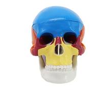 Detachable Human Skull Anatomy Model, Color Skull disassem
