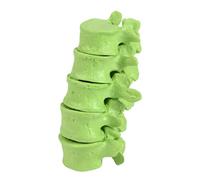 Detachable Lumbar Spine Anatomy Model 5 Section Lumbar Vertebrae Model for Anatomy Study and Clinical Demonstrations Clinical Teaching Tool