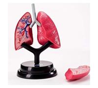 Detachable Lung Model,Human Organ Anatomy Model, Human Respiratory System Lung Structure Anatomy ,For Students To Learn And Display