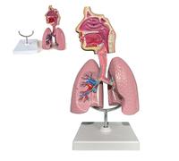 Detachable Lung Model Include Base, Human Respiratory System Anatomical Model with Head and Lungs, 3D Respiratory Lung Model for Anatomy & Physiology Teaching Tool