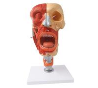 Detachable Nasal Cavity Throat Anatomy Model, 43CM Neurovascular Head Neck Model 10 Parts Removable Cross-Section Human Model