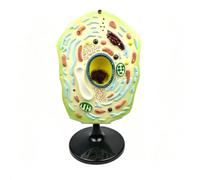 Detachable Plant Cell Anatomy Model with Base, 19.7in High Enlarged Biology Teaching Tool for Science Classroom and Lab Demonstration