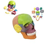 Detachable Skull Model Mini Size Medical Human Anatomy Exploded Skull Human Color Skull Anatomical Replica 15 Parts for