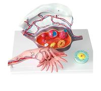 Detailed 5X Magnification Model of Human Uterus and Ovarian Anatomy with Follicular Development for Education Gynecology Training Aid